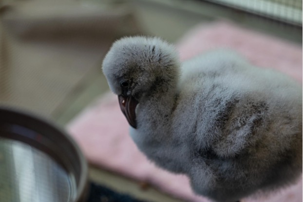 hand-reared flamingo